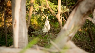 Carolyn Lunt, Merri Creek